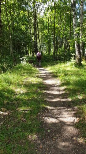 Gjennom Husebyskogen